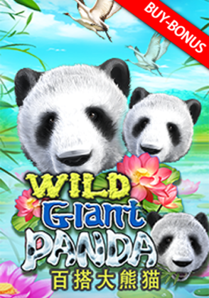Wild Giant Panda